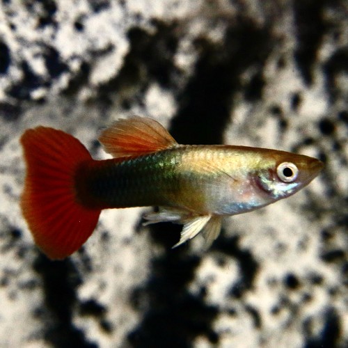 Poecilia reticulatus, Lebistes reticulatus - Guppy male doré/rouge tuxedo M